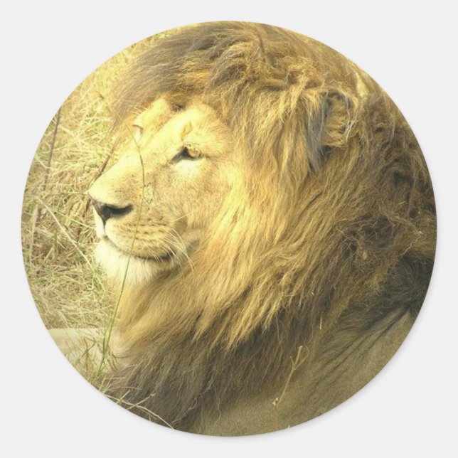 Liion Pride Sticker (Vorderseite)