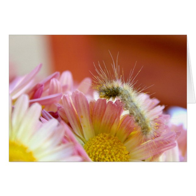 Lil' Caterpillar (Devant horizontal)