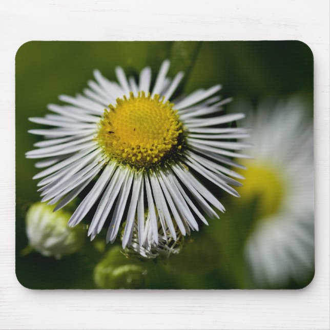Li'l Daisy Mousepad (Vorne)