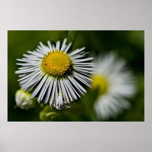 Li'l Daisy Poster (Vorne)