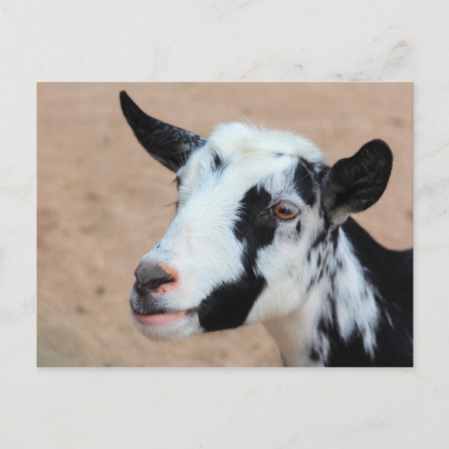 Lil goat postkarte (Vorderseite)