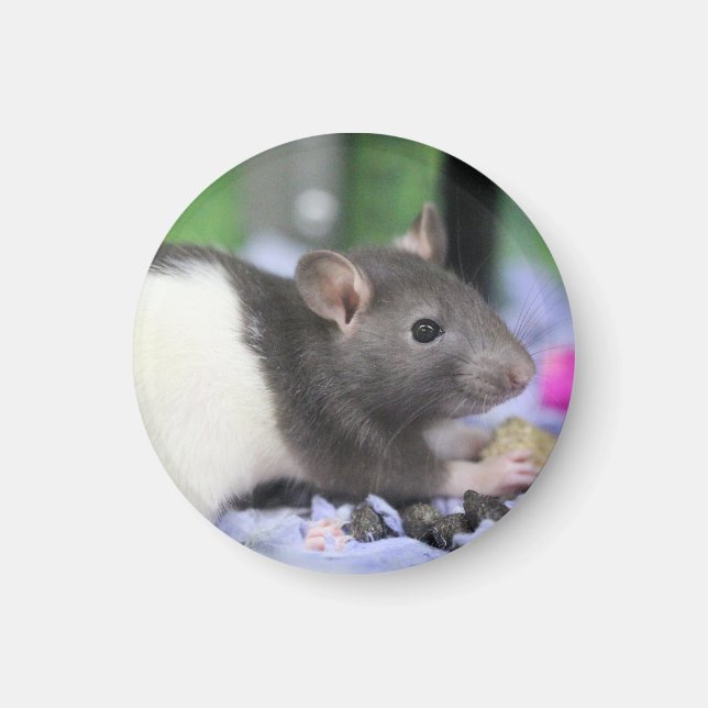 Lil rat magnet (Vorne)