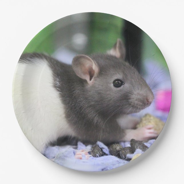Lil rat pappteller (Vorderseite)