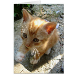 Lil' Red Kitten