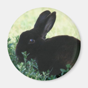 Lil schwarzes Häschen Magnet