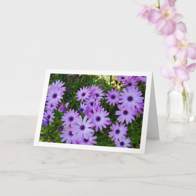 Lila African Daisies Karte (Orchidee)