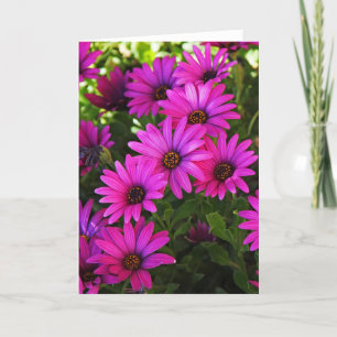 Lila African Daisy Feiertagskarte