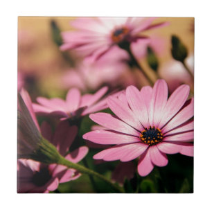 Lila African Daisy Fliese