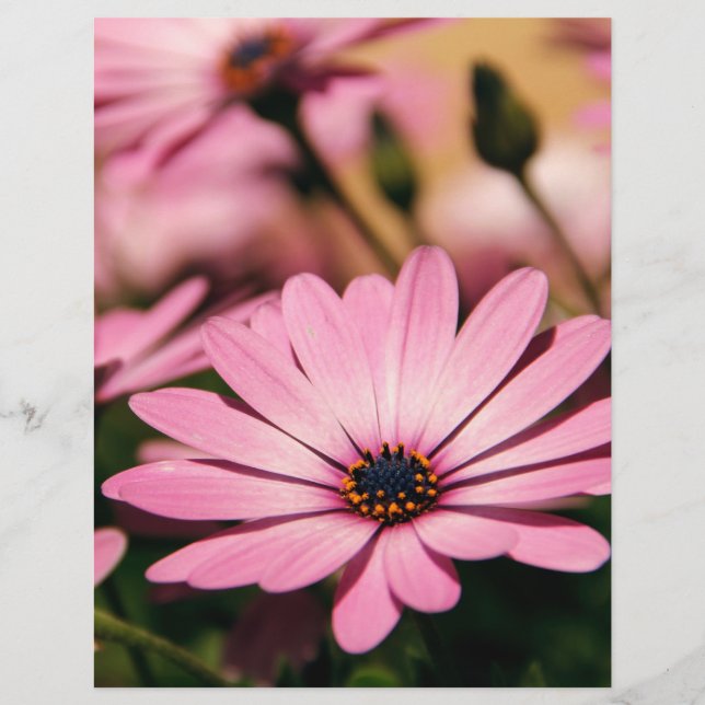 Lila African Daisy Flyer (Vorne)