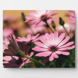 Lila African Daisy Fotoplatte