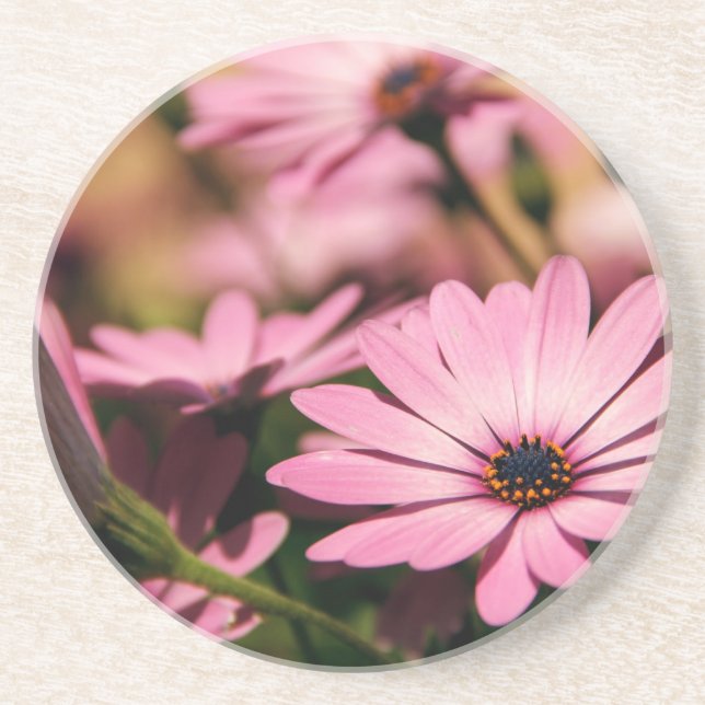 Lila African Daisy Getränkeuntersetzer (Vorne)