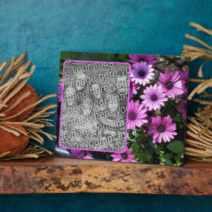 Lila afrikanische Daisy-Blume ergänzen Ihr eigenes Fotoplatte