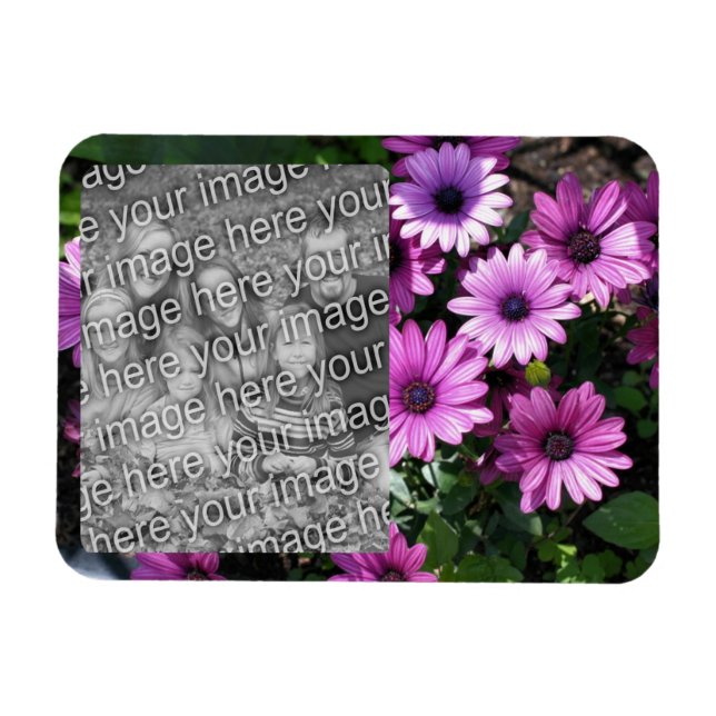 Lila afrikanische Daisy-Blume rahmen Ihr Foto hinz Magnet (Horizontal)