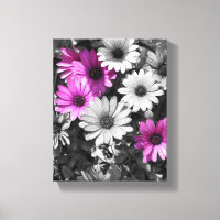 Lila afrikanische Daisy-Blume - teilweise Farbe