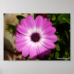 Lila Afrikanische Gänseblümchen-Blume Poster