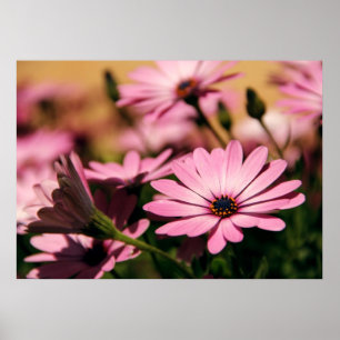 Lila Afrikanische Gänseblümchen-Fotografie Poster