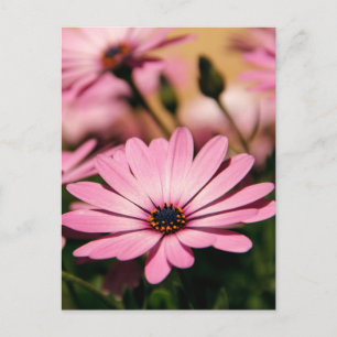 Lila Afrikanische Gänseblümchen-Fotografie Postkarte