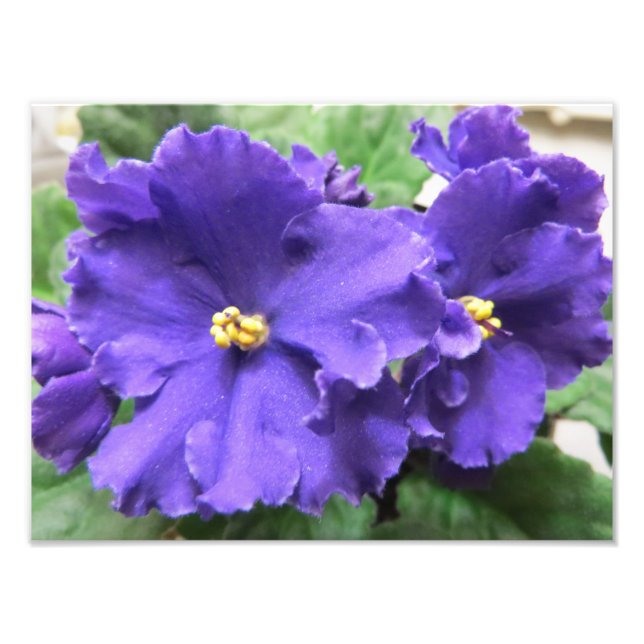 Lila afrikanische Violet-Blume Fotodruck (Vorne)