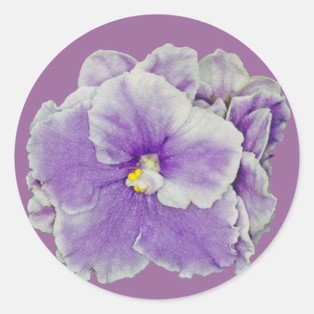Lila afrikanische Violette Runder Aufkleber (Vorderseite)