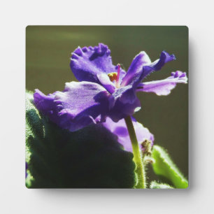 Lila afrikanisches Violett ~ 5,25 x 5,25 mit Easel Fotoplatte