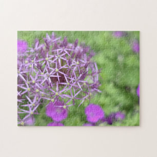 Lila Allium Blume Blüten Naturfotografie