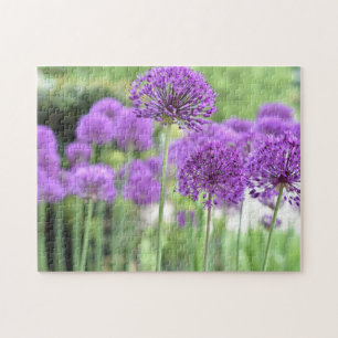Lila Allium Blume Naturfotografie Garten