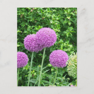 Lila Allium-Blume Postkarte