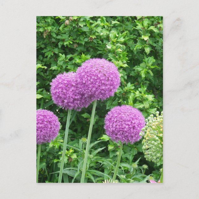 Lila Allium-Blume Postkarte (Vorderseite)