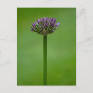 Lila Allium Blume Postkarte