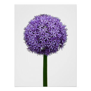 Lila Allium-Blüte auf weißem Hintergrund Poster