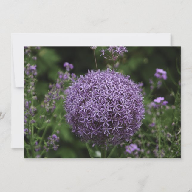 lila alliumale Blume - Flachgrüßkarte Karte (Vorderseite)