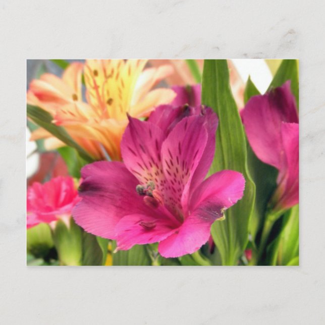 Lila Alstroemeria Blume Lilies Blume Foto Postkarte (Vorderseite)