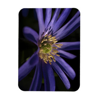 Lila Anemon Magnet