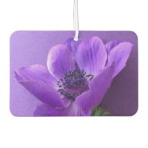 Lila Anemon mit ähnlichem Hintergrund