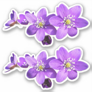 Lila Anemone Hepatica Blumen Vinyl Aufkleber