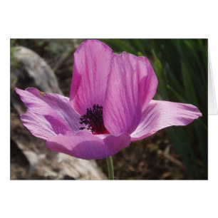Lila Anemone-Karte