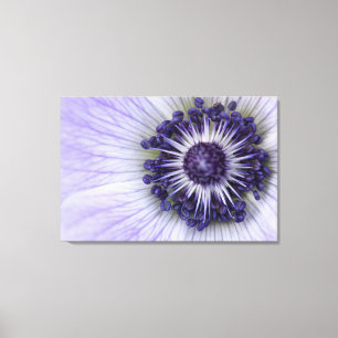 Lila Anemonen-Makro-Blumen-Leinwanddruck Leinwanddruck