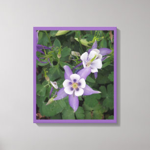 Lila Aquilegia - Blume aus Kolumbus Leinwanddruck