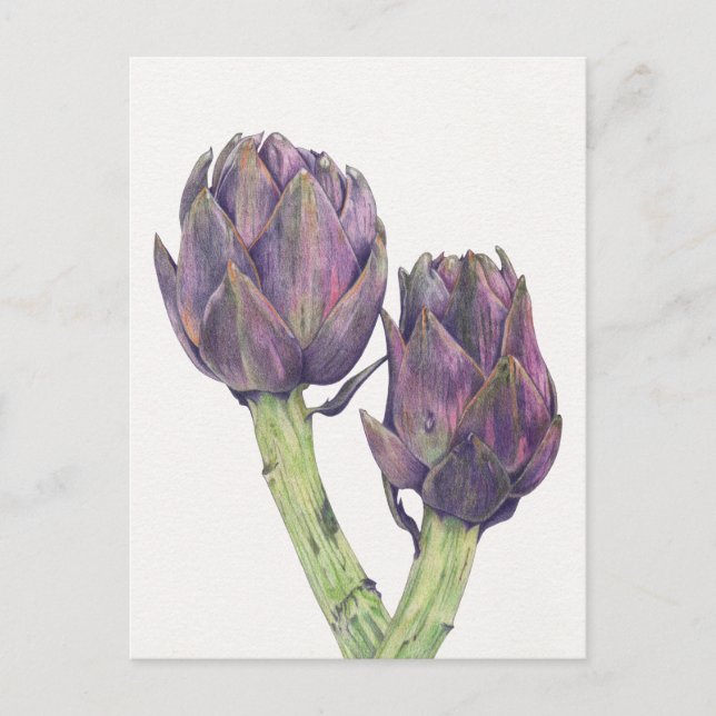 Lila Artichokes Postkarte (Vorderseite)
