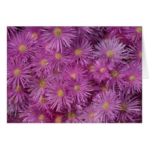 Lila Aster-Blume