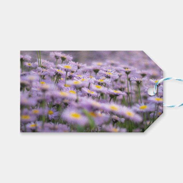 Lila Aster-Blume Geschenkanhänger (Vorderseite (Horizontal))