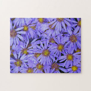 Lila Aster-Blume im RHS Garden Wisley