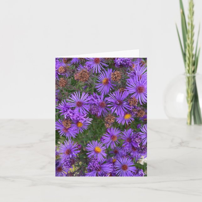 Lila Aster-Blume in einem Gartenfoto Karte (Vorderseite)