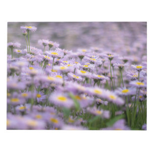 Lila Aster-Blume Notizblock
