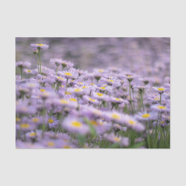 Lila Aster-Blume Seidenpapier (Vorderseite)