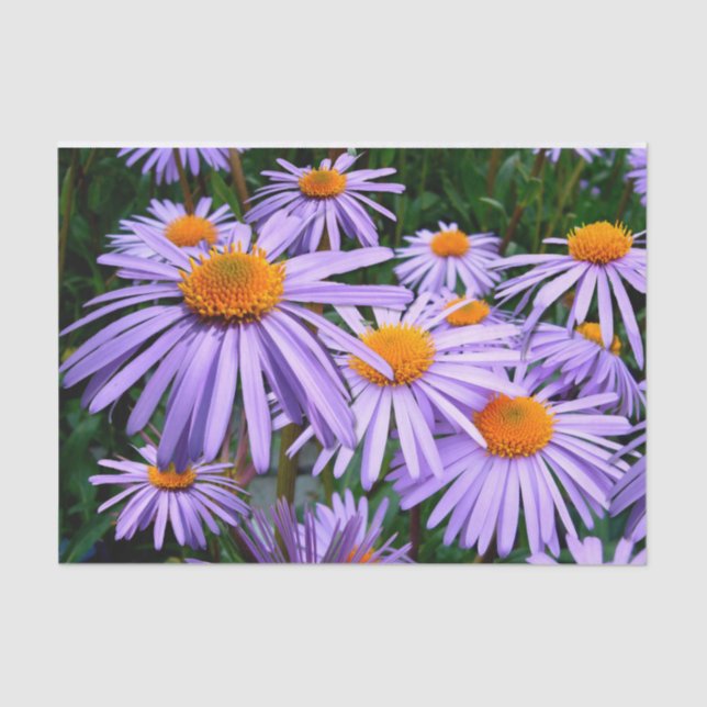 Lila Aster Seidenpapier (Vorderseite)