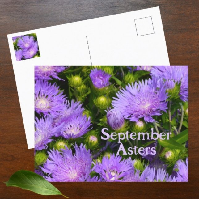 Lila Aster-Wildblumen Fotografie Postkarte (Von Creator hochgeladen)