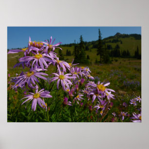 Lila Asterblüten am Mount Rainier Poster