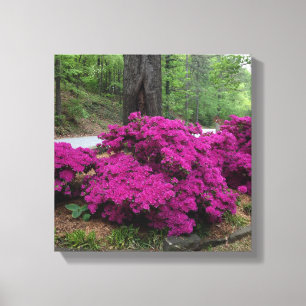 Lila Azaleen-Büsche in der Blüte Leinwanddruck