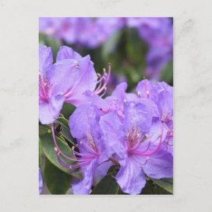 lila Azaleenblüten, 杜鹃花 Postkarte